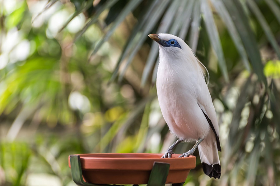 Bali Mynah