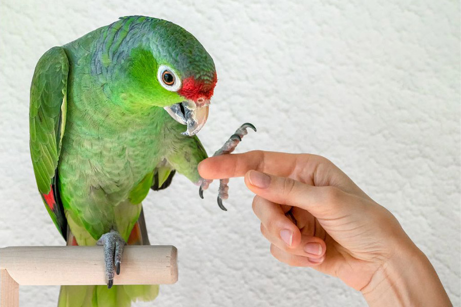 Bird training service