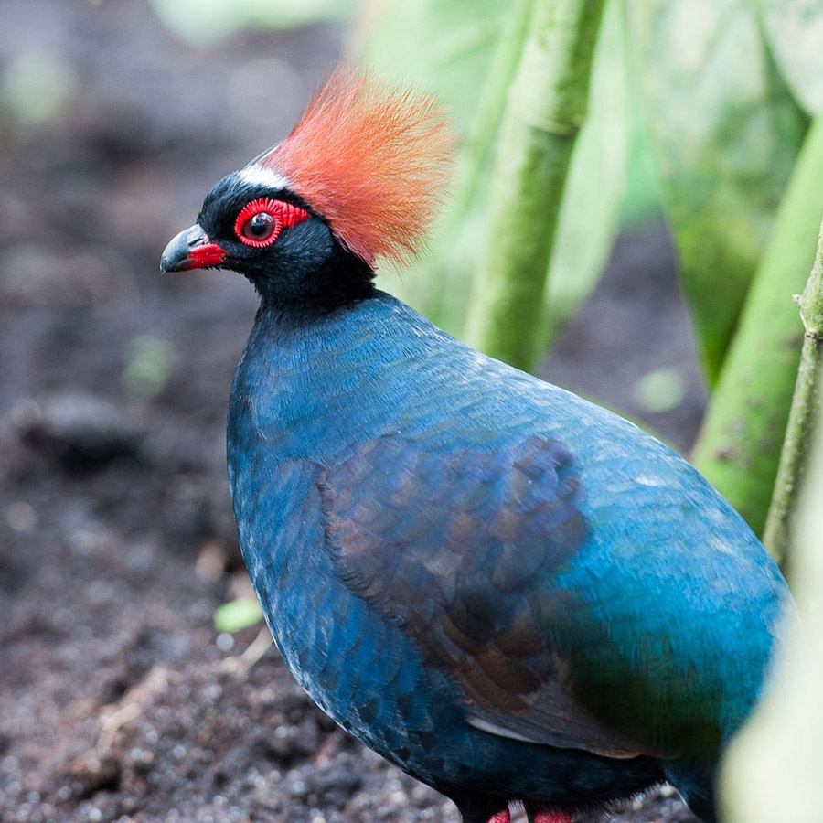 Crested Partridge