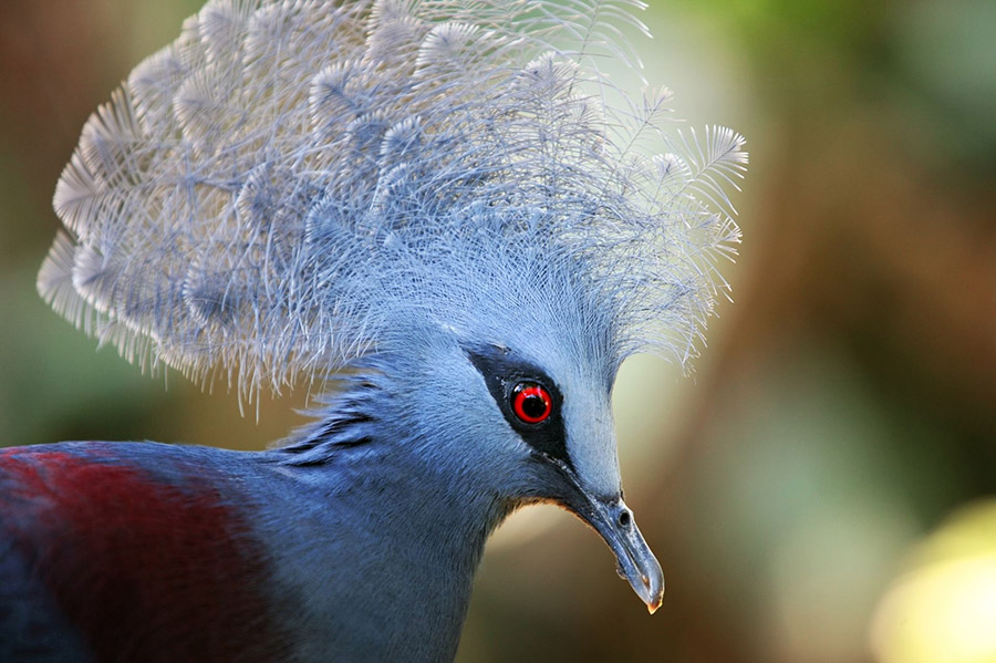 Avian Welfare Assessment