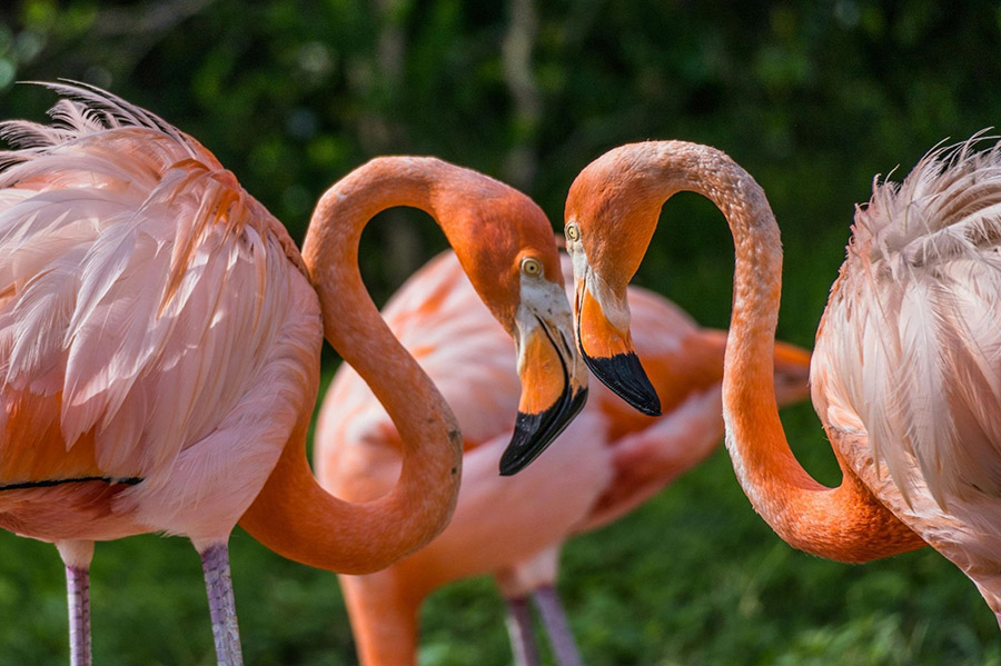 Flamingoes
