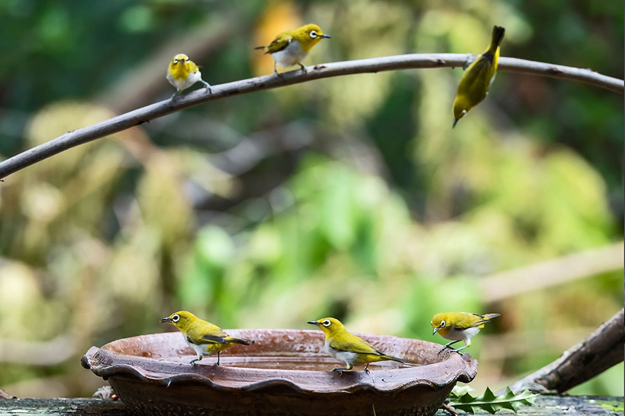 Oriental White-eye